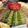 Melocactus_acipinosus